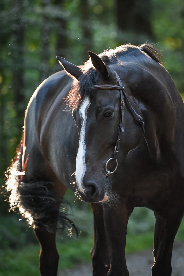 Pferd im Wald bei tollem Licht