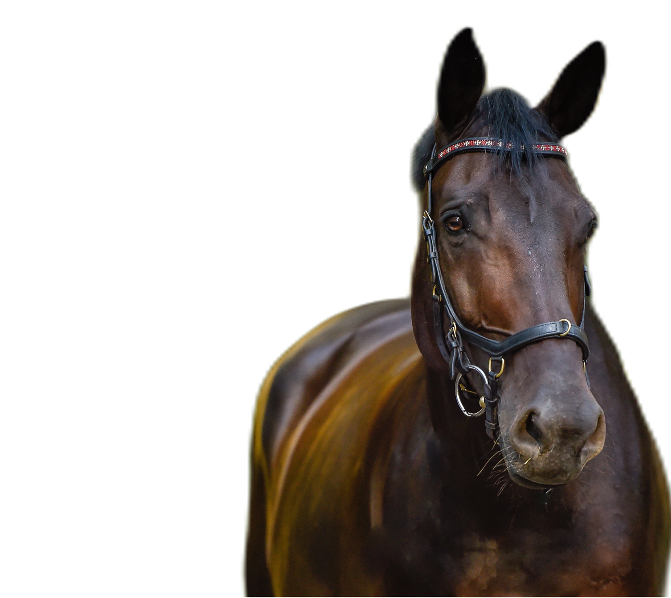 Pferd in Blumen